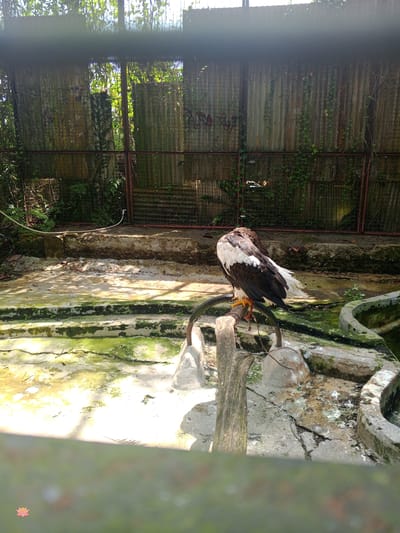 The image shows an eagle perched on a metal bar in what appears to be an outdoor enclosure. The enclosure has a concrete floor with some moss growth and what looks like a small pond or water feature. The background consists of a corrugated metal fence covered in vines and foliage. The lighting suggests it is daytime with sunlight filtering through. The eagle is predominantly brown and white, with its head turned away from the camera. The overall environment appears somewhat aged and naturalistic, possibly within a zoo or wildlife sanctuary.