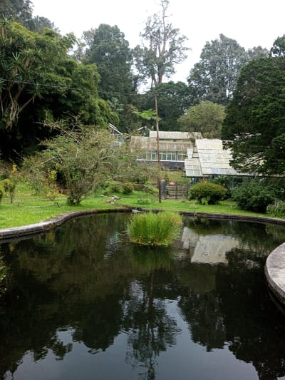 A tranquil scene unfolds with a dark, still pond reflecting the surrounding greenery and a greenhouse complex. The pond's edge is defined by a stone border, and a small island of grass sits in the center. Beyond, a greenhouse with a weathered, multi-tiered roof is partially obscured by lush trees. The landscape exudes a sense of peacefulness, blending natural beauty with constructed elements.