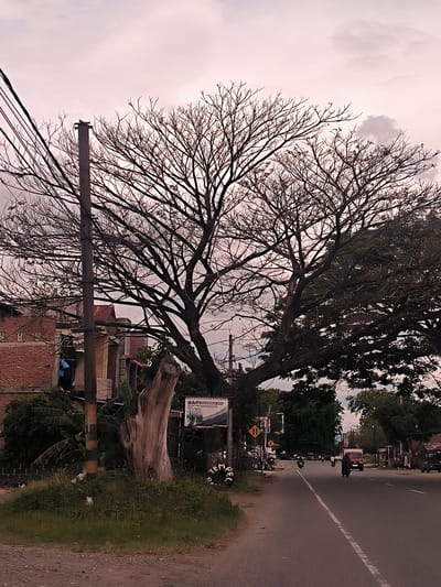 The image presents a roadside scene in Ujong Duabelas, Indonesia, under an overcast sky that casts a soft, pinkish-grey light, suggesting either early morning or late afternoon. Dominating the frame is a massive tree, its left half a striking silhouette of bare, intricate branches against the sky, while its right half is densely covered in vibrant green foliage.
To the left of the tree stands a tall utility pole laden with numerous wires, partially obscuring brick and other building structures behind it. A blue tarp is visible on one of these buildings. In the immediate foreground, a large, light-colored tree stump emerges from a patch of green grass and smaller plants. Several commercial signs are visible near the stump; one clearly reads "RAP VULKANISIR BAN," indicating a tire retreading or repair service, and another partially visible sign displays "TEMPEL."
The asphalt road, marked with a white dashed center line, extends into the distance on the right side of the frame, curving slightly. Everyday traffic is evident, with multiple motorcycles and a red truck moving along the road. Further down, additional yellow road signs are visible, though their specific messages are not discernible. The scene captures a tranquil moment of daily life in a semi-urban or rural setting, characterized by the interplay of natural elements and human infrastructure.