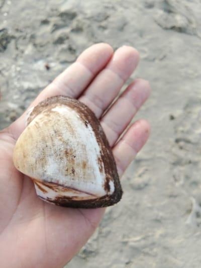 A hand holds a beige and brown shell against a background of wet, sandy ground. The shell is roughly ovular and has distinct ridged patterns. The hand is pale and appears to be clean. The sandy ground shows ripples and wet patches, suggesting it is near water. The image is taken from a close-up perspective. The location of Phú Thủy, Vietnam is not explicitly depicted in the image.