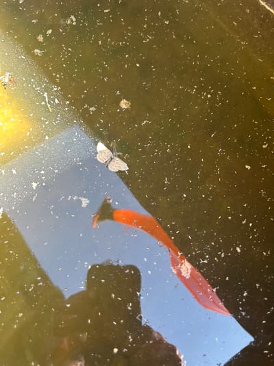 In a murky, shallow body of water, possibly a pond or stagnant puddle, a single small moth rests on the surface. Its wings are a mottled grey and white. The water's surface is littered with debris, including small specks of white and brown matter, and some larger, floating organic material. A reflection of a bright orange object, likely a fish or a piece of equipment, is visible in the water, as is the dark silhouette of a person's head and shoulders, suggesting the photographer is looking down into the water. The water itself appears somewhat opaque, with a greenish-brown tint. Sunlight creates a bright, yellow glare on the left side of the image, reflecting off the water's surface. The overall scene is one of a natural or semi-natural environment, likely outdoors, with hints of human presence due to the reflection. No specific location in 115 Km, Russia is discernible from the image.