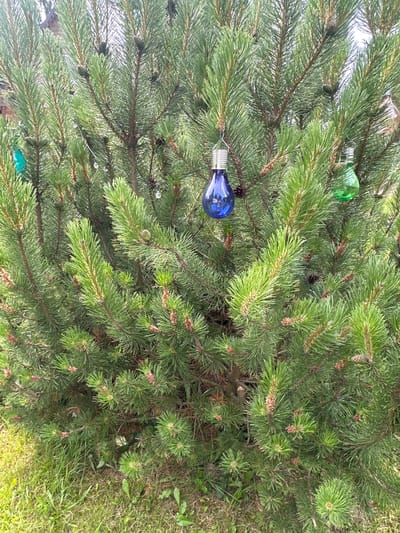 A close-up, eye-level shot shows a green pine tree adorned with decorative light bulbs. The tree is situated outdoors, on the grassy ground of the settlement of Trubino SNT in Russia. The background reveals hints of a wooden fence and distant foliage. The light bulbs, in shades of blue and green, hang from the tree's branches, adding a festive touch to the natural setting. Some pine cones are also visible amongst the needles, indicating the natural state of the tree. The overall scene is one of outdoor decoration, with the tree serving as a canvas for the colorful lights.