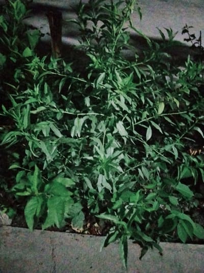 In the city of Yangikishlak, Uzbekistan, a close-up shot captures a dense cluster of green leafy plants against a dark, textured background. The plants appear to be growing along the edge of a pathway or border, indicated by a visible concrete or stone barrier in the foreground. The lighting suggests it might be evening or nighttime, as the illumination is dim and casts subtle shadows. The overall impression is one of natural growth in an urban setting.