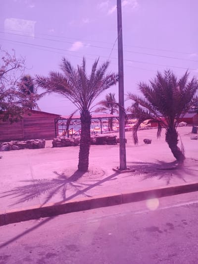 This is a medium shot of a beach area in Macuto, Venezuela, with a distinct pinkish-purple hue overlaying the image, possibly due to lighting or post-processing. The scene depicts a sandy ground with several palm trees, some with visible shadows cast by the sun. In the background, there's a wooden building with horizontal planks, and beyond that, what appears to be a beach or resort area with numerous beach umbrellas and lounge chairs. A stone wall separates the foreground from the background structures. A tall utility pole stands prominently in the center-right of the image. The sky above is a pale purple, with faint white clouds. The overall impression is of a warm, possibly sunny day, but the strong color cast makes definitive details about time of day or emotional tone difficult to ascertain. There is no visible text in the image.
