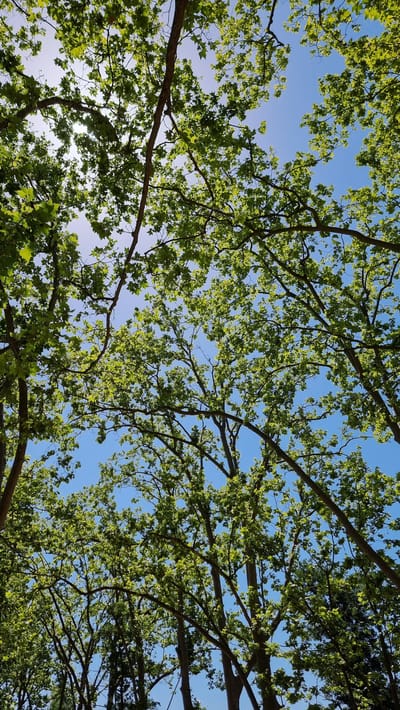This image shows a view looking up through the canopy of a deciduous forest, with bright green leaves and brown branches against a clear blue sky. The sunlight filters through the leaves, creating a dappled effect. The trees are dense and appear to be a mix of species, with some large trunks visible at the bottom of the frame. The overall impression is one of lush greenery and a sunny day. The location is identified as Banyoles, Spain.