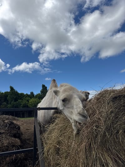 A light-colored camel with a single hump is seen from a low angle, feeding on a large pile of hay. The camel is positioned in the foreground, with its head partially obscured by the hay. Behind the camel, a black metal fence divides the frame. To the left of the fence, a large mound of dark, organic matter, possibly manure, is visible. Further in the background, a dense line of green trees stretches across the horizon. The sky above is a bright blue, dotted with fluffy white clouds. The scene appears to be outdoors, possibly at a farm or zoo. There are no people visible in the image. The location is stated to be in the city of Tri Ozera, Russia.