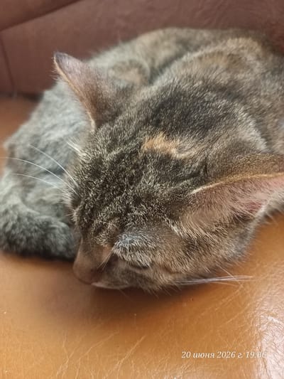 A close-up, eye-level shot shows a tabby cat sleeping on a brown, leather-like surface. The cat is curled up with its head resting on its paws, facing towards the right side of the frame. Its fur is a mix of gray, black, and brown tabby stripes. The cat's eyes are closed, and its ears are visible, with one ear slightly pointed upwards. White whiskers extend from the cat's muzzle. The background is blurred, showing a darker, possibly upholstered surface. In the bottom right corner, a timestamp reads "20 июня 2026 г. 19:06". The location is identified as Улукаўскі сельскі Савет, Belarus.