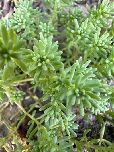 A close-up, overhead view captures a patch of low-growing, succulent plants with small, fleshy, needle-like green leaves. The plants are densely packed, forming a textured carpet over the soil. The background consists of dry earth and a few scattered brown organic materials, possibly fallen leaves or twigs. The lighting suggests it is daytime, with natural light illuminating the scene. The image is an outdoor shot, likely taken in a garden or natural setting within Myronivka, Ukraine. No people are present in the frame.