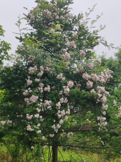 A coniferous tree in Kiparisovo-2, Russia, is adorned with a dense cluster of pale pink roses. The roses bloom profusely, their delicate petals forming small clusters that cascade down the branches of the evergreen. The tree stands amidst a verdant, natural environment, with lush green foliage surrounding its base. The sky above is overcast, creating a soft, diffused light that highlights the gentle hues of the roses and the deep green of the conifer.