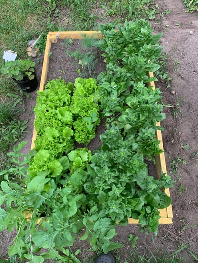 In a raised garden bed in the city of Orlevski, Belarus, several varieties of leafy greens are growing. The garden bed is constructed from yellow-painted wood. In the foreground, a patch of arugula is visible, with its distinctive lobed leaves. To the right of the arugula, there are two distinct sections of lettuce; one section appears to be a looser leaf variety, while the other has more tightly formed heads. Behind the lettuce, in the back right portion of the garden bed, a row of spinach plants is growing, characterized by their dark green, slightly crinkled leaves. In the back left of the bed, some dill plants are also visible, identifiable by their feathery fronds. A black pot containing a potted plant with a single white flower, possibly a geranium, sits to the left of the garden bed, near a patch of grass and soil. The ground surrounding the garden bed is composed of dark soil with some scattered dry grass.