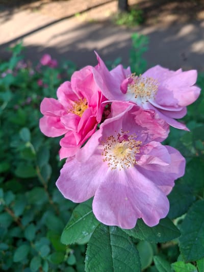 The image shows a close-up of several pink rose blossoms with yellow stamens. The flowers are in various stages of bloom, with some petals appearing slightly wilted. They are surrounded by lush green foliage. The background is blurred, but appears to be an outdoor setting with a path or walkway in the lower left corner, casting dappled shadows. The lighting suggests it is daytime, likely with sunshine filtering through trees. The overall impression is one of natural beauty and a tranquil outdoor environment, possibly a garden or park in Ząbki, Poland. There is no visible text in the image.