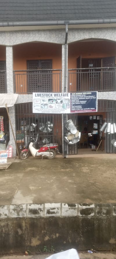 The image depicts the exterior of a two-story commercial building in Ezinifite, Nigeria, specifically at Shop No. J & J, St. Stephen Place, opposite Government Technical College Mba by Amorieon Nnana Old Road. The building's upper floor features an orange-painted facade with light grey textured pillars and archways, supporting dark grey metal balcony railings. Dark-colored doors/windows with grilles are visible behind these railings, with numbers "14" and "15" legible above two openings. A dark grey roof and gutter system are present at the top.
The ground floor houses a business identified by a prominent white and blue banner stating "LIVESTOCK WELFARE." The banner lists services such as animal extension, distribution of livestock (monogastric, ruminant, aquatic), animal feeds, poultry inputs (equipment), drugs, vaccines/injection, AI, feed formulations, welfare inspection, and supply of spent layer and broiler chicken. The shop entrance is secured by dark grey metal grilles, with the right section partially open. An off-white awning supported by a wooden pole is extended over the left side of the shopfront.
Merchandise, including bottled items, is stacked on wooden pallets to the left of the entrance. Various silver-colored metal bowls, pots, and perforated cylindrical objects are suspended from the security grilles across the storefront. A red and white step-through motorcycle is parked in front of the left side of the shop entrance, facing left. A partial human figure is discernible within the shop's interior. The ground immediately in front of the building is a damp, stained concrete or paved surface. A low concrete curb separates this area from an unpaved section in the immediate foreground, which shows minor vegetation and scattered debris.