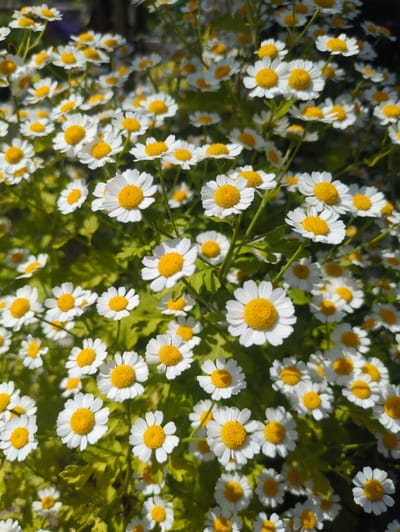 A close-up, eye-level shot shows a dense cluster of white and yellow daisy-like flowers in bloom. The flowers are in various stages of opening, with some fully bloomed and others still budding. The petals are delicate and white, surrounding a bright yellow center. The stems and green leaves are visible in the background, creating a natural and vibrant scene. The lighting suggests it is daytime, possibly in the morning or late afternoon, as sunlight filters through the foliage, casting subtle shadows and highlighting the textures of the flowers. The image appears to have been taken outdoors, likely in a garden or a meadow. No specific landmarks or indications of the city of Великово, Russia are present in the image itself.