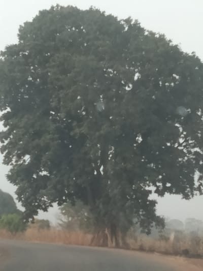The image displays a large, mature tree with a dense canopy of dark green foliage, positioned prominently in the center and upper frame, in Jibilik, Nigeria. A dark grey paved road or asphalt surface runs across the lower portion of the image, extending from the lower left to the right. To the immediate right of the road, dry, light brown vegetation is visible. The background is characterized by a pale, hazy sky or atmospheric condition, obscuring distant details, though faint outlines of other trees are discernible. No individuals, animals, or man-made structures other than the road are identifiable. The lighting is diffused, indicating an overcast or hazy sky.