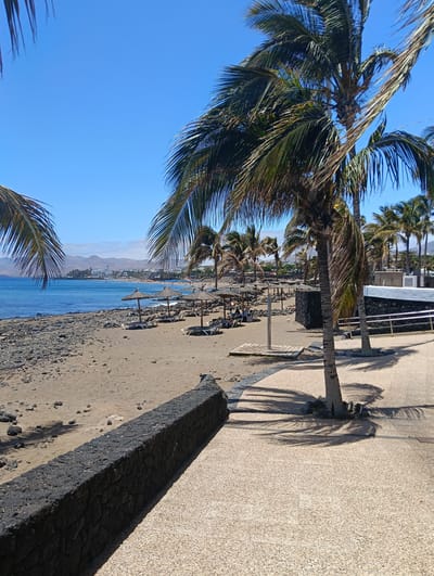 The image captures a sun-drenched beach scene in Puerto Del Carmen, Spain, characterized by a clear blue sky and calm turquoise waters. In the foreground, a low wall constructed from dark, irregular volcanic rock separates a light-colored, pebbled promenade from the beach. The immediate beachfront consists of dark, smooth volcanic rocks, transitioning into light brown sand further along.
Numerous tall palm trees are prominent throughout the frame, some with fronds extending into the top and bottom corners, others lining the beach. These trees cast long shadows onto the promenade, suggesting a bright morning or late afternoon. On the sandy stretch of the beach, several straw-thatched umbrellas (palapas) are visible, each with accompanying sun loungers beneath them. A few indistinct figures of people can be seen relaxing on the loungers or walking along the shoreline in the mid-ground. A wooden platform, likely a beach shower, is situated on the sand near the promenade.
Across the serene bay, a town or resort area with white buildings extends along the coastline, backed by distant, hazy mountains under the expansive blue sky. The distinct presence of dark volcanic rock, lush palm trees, and typical beach amenities strongly points to a tropical or subtropical holiday destination, evoking a sense of relaxation and vacation. The weather is clear and sunny. No visible text is present in the image.
