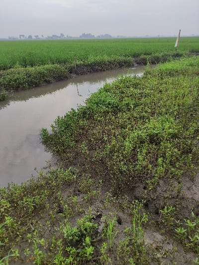This image captures a rural landscape, likely a rice paddy field in Wonoayu, Indonesia. The foreground, positioned on the right side of the frame, consists of dark, wet mud sparsely covered with small green weeds and various low-lying plants. Several small, dark holes, possibly burrows, are visible in the muddy ground. A narrow, murky water channel or irrigation ditch runs diagonally from the bottom center towards the upper left, separating the muddy bank from a large expanse of vibrant green crops on the left side of the image. This extensive field, consistent with a rice paddy, stretches towards a hazy horizon. A thin, upright wooden stake is visible in the distance within the green field. The sky above is overcast and hazy, creating soft, diffused lighting with no distinct shadows, suggesting a cloudy day. No people or specific activities are visible, and there is no discernible text in the frame. The overall scene conveys a serene agricultural environment under a muted sky.