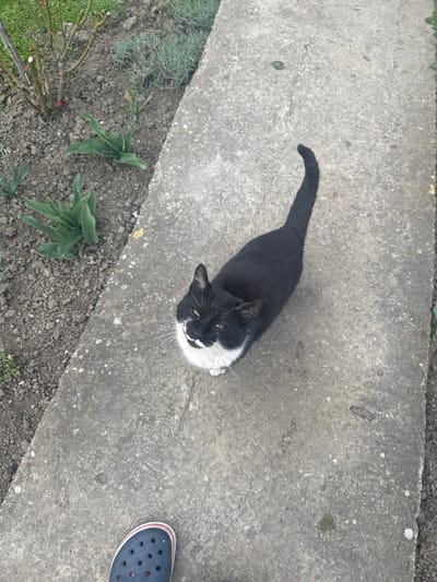 From an elevated perspective in Visok, Bulgaria, a domestic short-haired cat with black and white "tuxedo" markings stands on a light grey concrete path. The cat has a black body, head, and tail, with a prominent white muzzle, chin, and chest. Its eyes are partially closed, and it is looking upwards towards the bottom-left of the frame. At the extreme lower-left, a human left foot is partially visible, clad in a dark blue Croc shoe featuring a red and white stripe along its sole. To the left of the concrete path, an area of dark soil constitutes a garden bed. This bed contains several young green plants with broad leaves, a pruned woody shrub with bare branches in the upper-left corner, and a patch of fine green foliage along the top edge. The concrete path exhibits minor surface irregularities and discoloration.
