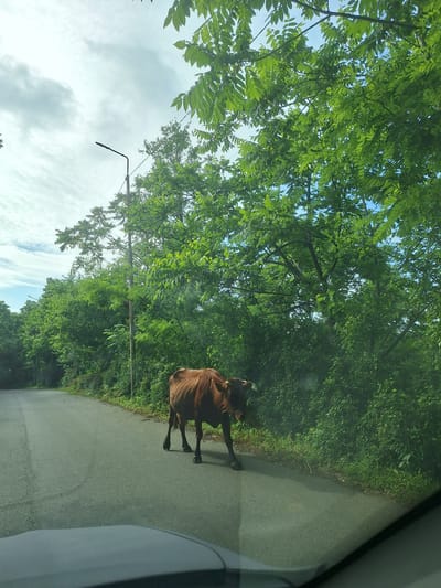 A brown cow stands on an asphalt road in Kveda Kvirike, Georgia. The cow is facing left, with its head down. It is partially obscured by trees on the right side of the image. The road curves to the left and is lined with trees on both sides. A street lamp is visible on the left side of the road. The sky is cloudy.