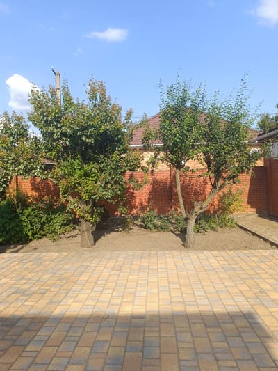 In Takhtamukai, Russia, this image captures a backyard scene featuring two young trees with full green foliage set against a red brick wall. A light-colored paver walkway extends across the foreground, with dappled sunlight casting shadows. The sky above is a clear blue, punctuated by scattered white clouds. A utility pole with a small white object, possibly a camera, is visible to the left of the frame, partially obscured by tree branches. The overall impression is of a well-maintained outdoor space on a sunny day.
