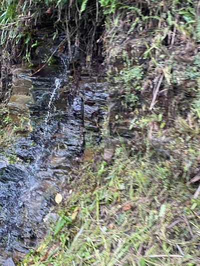 The image captures a close-up view of a small, shallow stream flowing over dark, layered rocks. Green foliage and twigs overhang the water from above and the right bank. The water is partially obscured by reflections and ripples, with some areas appearing dark and others catching the light. Small droplets of water are visible, suggesting a gentle flow or a small cascade. The surrounding environment is dense with various types of green vegetation, some of which appears to be grass and ferns. The scene is natural and appears to be outdoors, possibly in a wooded or mountainous area. There are no people or animals visible in the image. The image appears to be taken in Quản Bạ Commune, Vietnam, a region known for its karst landscapes and lush vegetation.