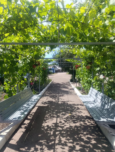 The image captures a scenic walkway shaded by a lush green vine canopy, likely grapevines given the small, green berries visible on some branches. The walkway is paved with concrete and bordered by a white curb. On either side of the path are light blue wooden benches, offering a place to rest and enjoy the surroundings.
The setting appears to be an outdoor area, possibly a park, garden, or a recreational space associated with a building, as suggested by the structures and vehicles visible in the background. These include houses or small buildings with light-colored walls and roofs, and a blue and white bus or large vehicle. Flower pots filled with red flowers are hung from the vine structure, adding pops of color. White and pink flowers are also blooming along the sides of the path.
The time of day is clearly daytime, with bright sunlight casting distinct shadows of the vine leaves and branches onto the walkway. The weather appears to be pleasant and sunny, ideal for outdoor activities. The overall mood evoked is one of tranquility and natural beauty, a peaceful retreat from a busier environment.
There is no visible text in the image. The location context provided is Soroca, Moldova.