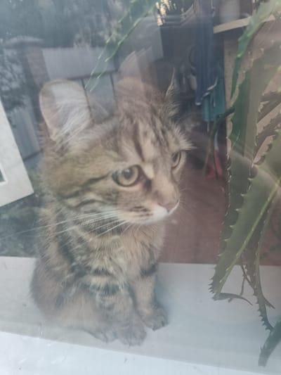 A domestic cat, likely a kitten, is the main subject of this image. The cat is a tabby, with stripes of brown and gray fur. Its fur appears slightly fluffy, and its ears are pointed. The cat has large, round eyes with golden irises, and its gaze is directed to the right of the frame. The cat is sitting, with its front paws visible.
The cat is positioned indoors, viewed through a window. Reflections on the glass obscure parts of the scene, making it difficult to discern the exact background. However, hints of an outdoor environment are visible, including what appears to be some vegetation and possibly a building structure. To the right of the cat, a portion of a succulent plant with spiky leaves is visible. The lighting suggests it might be daytime, possibly late afternoon given the softer light. The overall mood conveyed by the cat's expression is one of curiosity or quiet observation. The setting appears to be a residential area. No text is visible in the image. The image quality is somewhat degraded due to glare and reflections from the window.