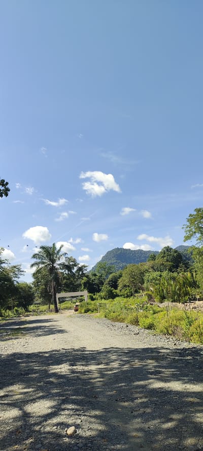 The image depicts a scenic view of a gravel road leading towards a lush, green landscape with a mountainous backdrop. In the foreground, the road is covered with small stones and shows dappled sunlight creating shadows from overhead foliage. To the left, a large palm tree stands prominently next to a white archway, which appears to be an entrance or gate. Several dark specks, likely birds, are visible in the sky near the palm tree. Beyond the archway, the landscape opens up to dense vegetation, including palm-like plants and trees of various sizes, all vibrant green under a clear blue sky dotted with fluffy white clouds. In the distance, a range of tree-covered mountains forms the horizon. The overall impression is one of a rural or natural setting, possibly in the vicinity of Lamseunia, Indonesia, characterized by its abundant greenery and serene atmosphere. There are no people or specific actions depicted in the image, focusing entirely on the natural environment and the man-made entrance.
