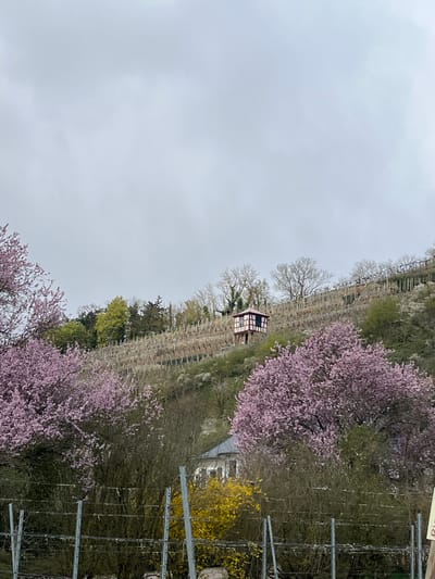 The image shows a vineyard landscape in Odernheim am Glan, Germany, under a cloudy sky. The terraced rows of grapevines are visible on a hillside, with a small, traditional half-timbered house (likely a "Weinberghäuschen," or vineyard cottage) nestled among the vines. Blooming trees with pink blossoms are interspersed with the vines, suggesting the season is spring. Metal poles and wires, presumably part of the vineyard trellis system, are visible. Yellow flowering bushes are seen near the edge of the vineyard.