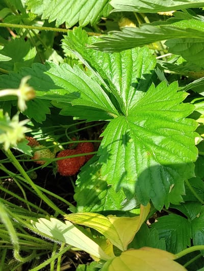 The image shows a close-up of a strawberry plant with several ripe red strawberries and some unripe green ones. The plant is surrounded by lush green leaves, some of which are shaded by the sunlight. The scene appears to be outdoors, possibly in a garden. The exact location in Itzehoe, Germany, is not discernible from the image itself, as it is a general nature shot. There are no people, actions, or interactions depicted. The environment is natural and verdant.