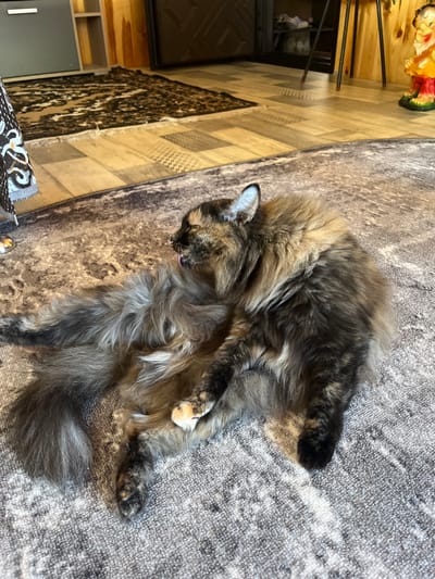 A long-haired tortoiseshell cat is lying on its back on a patterned grey carpet, licking its chest. The cat's fur is a mix of brown, black, and tan. Its eyes are closed, and its tongue is extended. The background shows a wooden floor with a dark patterned rug, and a portion of a colorful gnome figurine on a stand. The scene appears to be indoors, possibly a living room. The location is not specified as being in Pamyati 13 Bortsov, Russia; therefore, no information about that location can be provided.