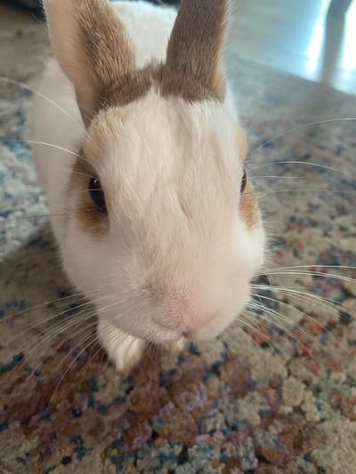 The image shows a close-up of a rabbit's face. The rabbit has white fur with brown markings on its ears and around its eyes. Its nose is pink and its whiskers are long and white. The rabbit is looking directly at the camera. The background is a carpet with a colorful, abstract pattern. The image is taken indoors, likely in a residential setting. There is no information in the image that suggests a location in the city of Przeźmierowo, Poland.
