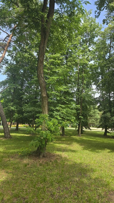This is a vertical, eye-level, outdoor photograph of a park with lush green grass and numerous trees. The sun is shining, casting dappled shadows from the trees onto the grass, indicating it is likely daytime. The scene is peaceful and serene, with a focus on the natural beauty of the park.
The foreground is dominated by the trunk of a large, textured tree that stretches across the frame horizontally. Behind it, a dense canopy of green leaves from various trees fills the upper portion of the image, with patches of blue sky visible through the branches. To the right, a well-maintained lawn slopes gently away, dotted with more trees and their shadows. In the distance, a paved path or road can be seen, suggesting a public park or recreational area.
The overall impression is one of a tranquil summer day in a park, possibly in a suburban or rural setting given the abundance of nature. There are no people or animals visible in the frame, emphasizing the quiet solitude of the park. The lack of any visible text or man-made structures apart from the path reinforces the focus on the natural environment. The location context suggests this is a park in Konstancin-Jeziorna, Poland.