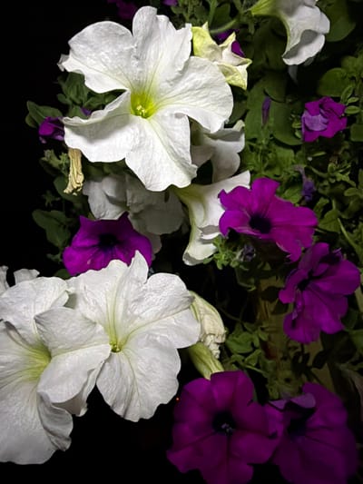 A close-up, low-angle shot captures a cluster of petunias against a dark background. Several white petunias, some fully bloomed with ruffled petals and prominent yellow stamens, dominate the frame. Purple petunias are interspersed among the white ones, with some buds and partially opened flowers visible. The leaves of the plants are a deep green, and some dried foliage is also present. The lighting is artificial and dramatic, highlighting the textures and colors of the flowers. The scene appears to be an outdoor setting, possibly a garden or flower bed. The image does not contain any people, specific landmarks of Uhornyky, Ukraine, or any discernible actions or interactions.