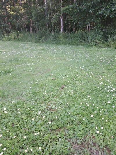 The image depicts a sunlit, grassy field dotted with small white wildflowers, likely daisies, and clover. The field extends towards a dense line of trees forming a natural border. The trees are a mix of deciduous and coniferous species, with visible bark textures and leaf shapes. The ground is uneven, with patches of darker soil and varying grass lengths. There are no people or animals visible in the scene. The overall impression is one of a natural, undeveloped landscape. This scene could be found in the Неманіцкі сельскі Савет, Belarus, which is characterized by its rural environment and natural landscapes.