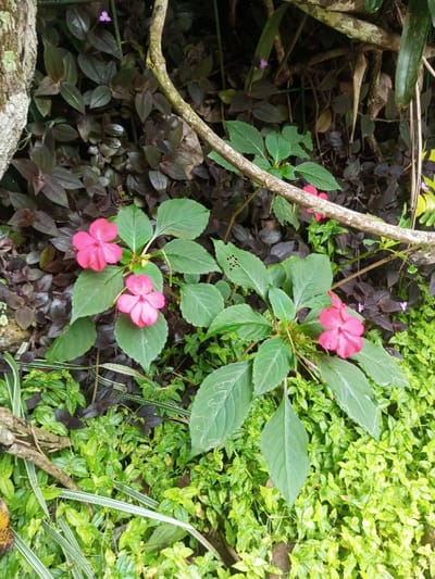The image displays a detailed view of dense vegetation in Kanand, India. The foreground and midground are dominated by lush plant life, primarily featuring two plants with prominent fuchsia-pink, five-petaled flowers, consistent with Impatiens species. The plant on the left side of the frame exhibits two open pink flowers, while the plant to its right displays one open pink flower. The leaves of these flowering plants are bright green and ovate, with several leaves showing minor damage, including small perforations and pale, meandering trails indicative of insect activity. These plants are situated within a carpet of lighter green groundcover, which also includes some variegated leaves with white longitudinal stripes.
In the background, the vegetation becomes denser and darker, characterized by numerous plants with dark reddish-purple, ovate leaves. Scattered within this darker foliage are small, pale purple, star-shaped flowers. Several bare, light brown, gnarled branches or roots are visible, extending through the scene, with one prominent branch traversing diagonally from the upper left toward the lower right. A segment of a larger tree trunk, textured with bark and patches of green moss, is partially visible on the far left edge of the frame. No individuals or man-made objects are present in the scene. The environment is consistent with a natural, outdoor setting with abundant plant growth under natural lighting conditions.