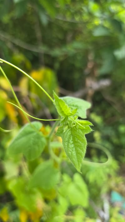 A close-up shows a vibrant green plant, potentially a vine, with small, textured leaves and slender tendrils reaching out. The background is blurred, suggesting a natural outdoor environment. The location is Pante Aree, Indonesia.