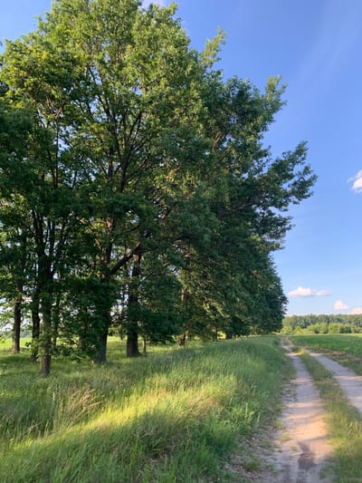This image depicts a rural scene near the city of Nekrashi, Ukraine. A dirt road runs along the right side of the frame, bordered by a line of mature oak trees on the left. The trees are full of green leaves, casting shadows on the grassy area beneath them. The road itself is well-trodden and appears to be a path through a field. In the background, a lush green field stretches towards a line of trees on the horizon under a clear blue sky with scattered white clouds. The lighting suggests it is late afternoon or early evening, with the sun casting a warm glow on the grass and road. There are no people or animals visible in the image.