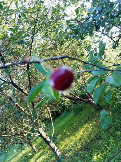 The image shows a close-up view of a cherry tree with ripe cherries, set against a backdrop of lush green foliage. The focus is on a single, out-of-focus red cherry in the foreground, with the branches and leaves of the tree filling the frame. In the background, sunlight filters through the leaves, casting dappled shadows on the vibrant green grass of a grassy area. The scene appears to be set in a natural environment, likely a garden or orchard, during daytime. The lighting suggests it might be late afternoon or early morning, with the sun low in the sky. The overall impression is one of natural beauty and abundance, possibly evoking feelings of peace and tranquility. There is no visible text in the image.