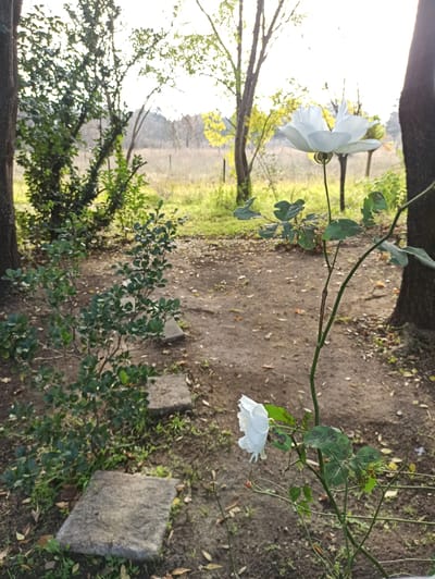 The image depicts an outdoor scene with a focus on a white rose bloom in the foreground, positioned slightly to the right. The rose is in profile, facing left, with delicate petals. Behind the rose, a path of stepping stones leads into a garden area with lush green foliage. Trees, some bare and others with green leaves, are visible in the background, as is a field bathed in natural light. The overall impression is one of a tranquil garden setting, potentially in Randburg, South Africa, given the context. The scene is devoid of any human presence.