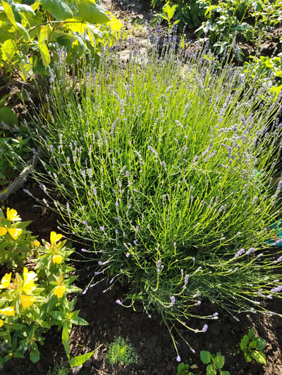 An overhead shot captures a dense, green lavender bush with sparse purple blooms in what appears to be a garden setting. The lavender is the primary subject, with its numerous thin stems radiating outward and upward. To the left, a cluster of vibrant yellow flowers with green foliage is partially visible. The ground beneath the plants is dark soil, with patches of dried leaves and twigs. The scene is illuminated by natural sunlight, creating shadows and highlighting the textures of the plants and soil. The background consists of more greenery and a hint of dry earth. The location is identified as Верцялішкаўскі сельскі Савет, Belarus, suggesting an outdoor rural or suburban environment. There are no people or animals present in the image.