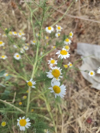 A close-up, top-down shot captures several white daisy-like flowers with yellow centers, in various stages of bloom and unfurling. The flowers are clustered around a central green stem, which branches out. The background consists of dry, brown grass and some fuzzy, out-of-focus elements. In the upper right portion of the image, a crumpled, light-colored piece of fabric is visible, partially obscuring the background. The scene appears to be outdoors, with natural light. The location is not discernable from the visual information provided.