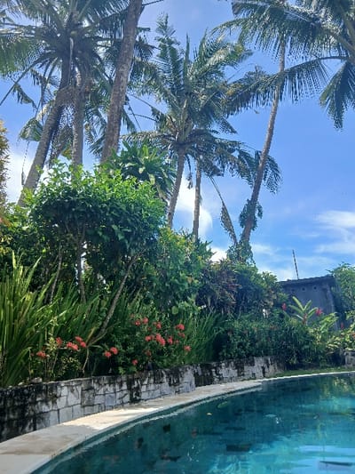 This image depicts an outdoor tropical landscape in Tibubiyu, Indonesia, under a clear blue sky with sparse white clouds. In the foreground, a curved swimming pool with clear turquoise water occupies the bottom right and center, bordered by a light-colored coping. Submerged steps are visible on the right side of the pool. Immediately behind the pool, a retaining wall constructed from irregular grey stone blocks, exhibiting weathering and dark stains, forms a barrier. Above and behind this wall, dense tropical vegetation is present, featuring various green plants, some with long blade-like leaves, and bushes displaying clusters of small red flowers. Further back and towering over the foliage are multiple tall palm trees, primarily coconut palms, with their fronds extending towards the sky and some visible coconuts among the leaves. On the far right, a dark, weathered concrete structure is partially visible behind the trees. No people or animals are present in the scene.