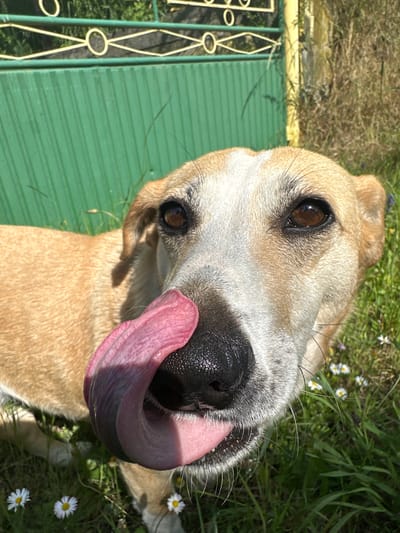 A close-up, high-angle portrait captures a playful dog outdoors on a sunny day in Staro Selo, Bulgaria. The dog, with a mix of light brown/tan and white fur, has its head tilted, looking directly at the viewer with expressive dark brown eyes. Its prominent black nose is wet, and a long, vibrant pink tongue extends, curling slightly over its snout, suggesting a lick or playful anticipation.
Bright sunlight illuminates the dog's face, creating distinct highlights on its fur, nose, and tongue, indicative of clear weather and a sunny time of day. The background primarily features lush green grass dotted with numerous small white daisies and a few tiny purple or yellow wildflowers. To the left and bottom left, a prominent green slatted structure, likely a fence or gate, is visible, featuring a decorative yellow/gold metal framework with repetitive oval and diamond shapes. The ground beneath the fence appears to be drier grass or earth.
The scene conveys a cheerful and engaging mood, characteristic of a happy dog enjoying an outdoor setting. No text is visible in the image.