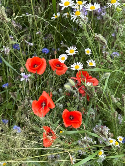 The image depicts a close-up view of a wildflower meadow, with a focus on red poppies and white daisies. The meadow is densely populated with various green grasses, stalks, and seed heads. Blue cornflowers are interspersed among the other flowers. The scene is set in Kołczewo, Poland, with no visible human presence.