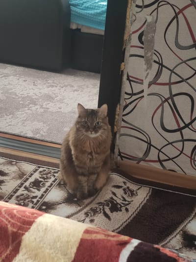 A fluffy, brown tabby cat is sitting on a patterned carpet in an indoor setting. The cat is facing the camera, with its paws tucked beneath it. Its eyes are wide and green, and it has a curious expression. The background shows a wall with a distressed wallpaper pattern and a portion of a dark piece of furniture. A blue, textured blanket is visible on top of the furniture. The overall impression is a candid shot of a domestic cat in a home environment. The image does not contain information that allows for determination of its location within Salavat, Russia.