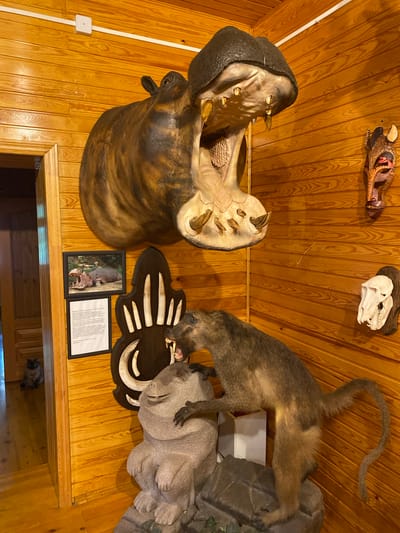 This image captures a corner of a wooden-paneled room, likely within the ethnographic museum "Taltsy" in Russia's Irkutsk region. Dominating the upper portion of the frame is a large, taxidermied hippopotamus head mounted on the wall, its mouth wide open, revealing impressive tusks. Below, a taxidermied baboon is posed in an aggressive stance, lunging towards a stone sculpture of a contented-looking creature, possibly a stylized representation of a bear or another animal. The baboon's sharp teeth are bared.
To the left of the baboon, a framed photograph shows a hippopotamus lying on the ground with its mouth open, accompanied by a printed text document in Russian. Further to the left, an open doorway reveals a glimpse of another room with a wooden floor and a dark-colored cat sitting patiently.
The walls are adorned with other decorative items, including a carved wooden mask and a skull mounted on a wooden plaque. The overall impression is of a natural history or ethnographic display, showcasing animal specimens and cultural artifacts within a rustic, wooden interior. The lighting is warm, highlighting the texture of the wood paneling and the detail of the taxidermied animals.