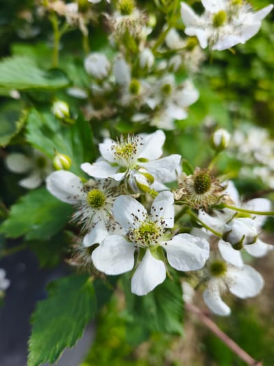 This is a close-up, vertical, eye-level shot of several white blackberry blossoms. The blossoms are the main focus, with their delicate white petals and prominent yellow stamens. Several green leaves and buds are also visible in the background, along with some brown, withered flower parts. The overall impression is of a natural, outdoor setting. The image does not provide any information about the city of Puchezh, Russia, or any people, actions, or interactions.