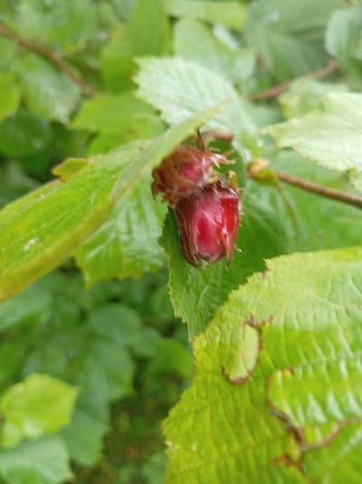 A close-up, slightly blurred shot captures a single, red, unripe raspberry bud nestled amongst vibrant green leaves. The raspberry is small and appears to be covered in fine hairs. The leaves are textured with visible veins and some appear to have slight damage or discoloration around their edges. The background consists of more out-of-focus green foliage and a thin brown branch. The scene suggests a natural, outdoor environment, possibly a garden or wild shrubbery, in the vicinity of Тумілавіцкі сельскі Савет, Belarus. There are no people or animals visible in the image.