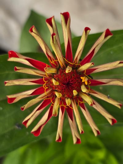 The image is a close-up, top-down view of a single flower, likely a zinnia, with striking bicolor petals. The outer edges of the petals are a vibrant red, which transitions to a pale yellow towards the tips. The flower's center is a deep red, densely packed with intricate floral structures, including yellow stamen. The background consists of blurred green foliage, suggesting an outdoor setting. The lighting appears natural, highlighting the textures and colors of the flower. There is no visible indication of the city of Ермолаевский Затон, Russia, in the image.