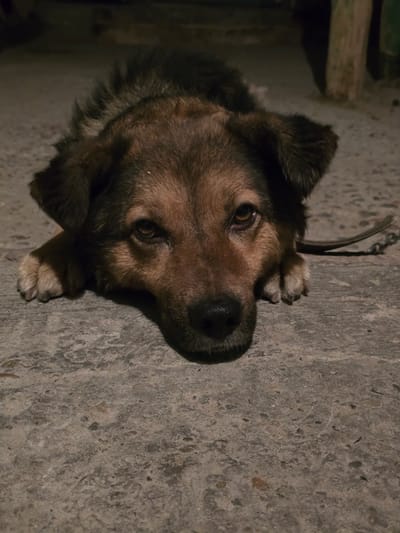 The image is a close-up, vertically oriented shot of a dog lying down on a concrete surface. The dog's head is the primary subject, with its brown and black fur clearly visible. It has amber-colored eyes and a dark nose. Its paws are resting on the concrete in front of it. A chain is visible around the dog's neck, attached to a leash that trails out of frame. The concrete floor shows a rough texture with various small stones embedded in it. In the upper left portion of the image, there are blurred wooden structures, suggesting an outdoor or shed-like environment. The lighting appears dim, possibly indicating nighttime or an indoor space with low light. The dog's expression is somewhat somber. There is no visible text in the image. The provided location context is Serebriansk, Kazakhstan.